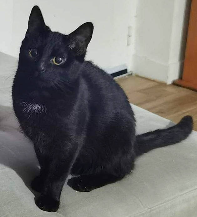 Koda participe au concours pour gagner de l'argent avec cette photo : black_cat, bombay, carnivore, cat, claw, domestic_short_haired_cat, door, eye, felidae, flooring, fur, havana_brown, paw, small_to_medium_sized_cats, snout, tail, terrestrial_animal, whiskers