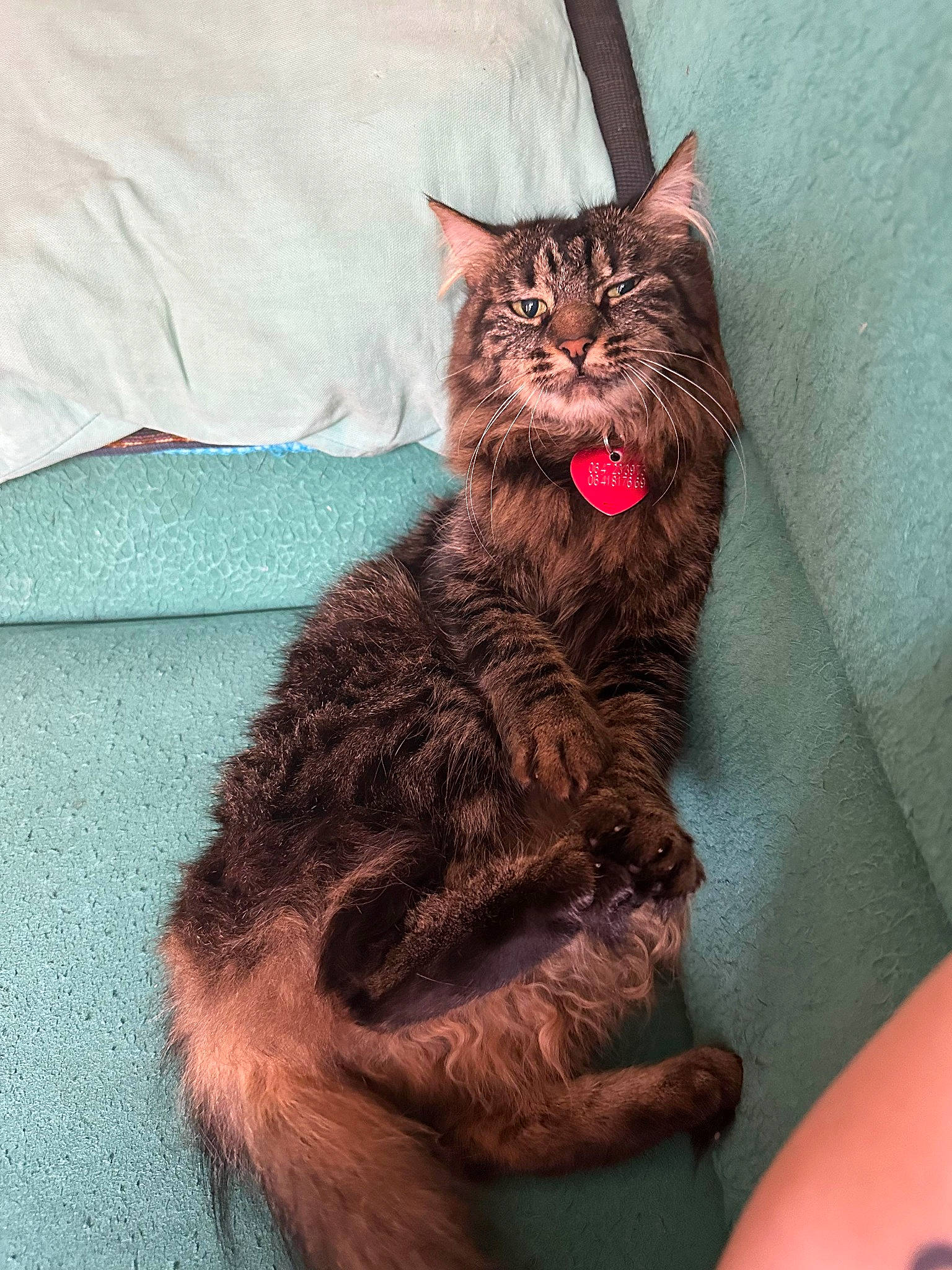 Channel participe au concours pour gagner de l'argent avec cette photo : black_cat, carnivore, cat, claw, comfort, domestic_short_haired_cat, felidae, foot, fur, human_leg, lap, paw, sitting, small_to_medium_sized_cats, snout, tail, terrestrial_animal, whiskers, window