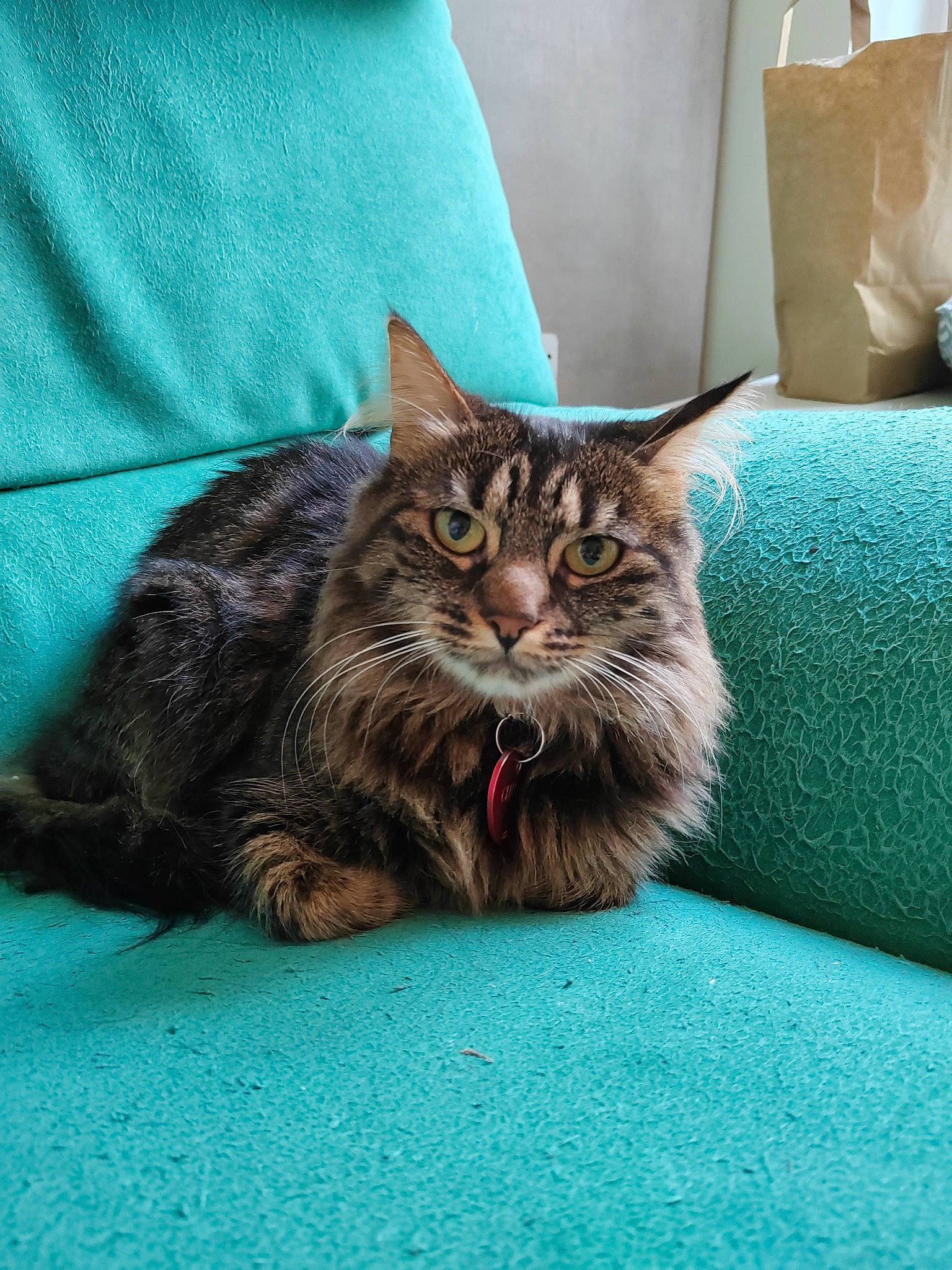 Channel participe au concours pour gagner de l'argent avec cette photo : carnivore, cat, claw, comfort, domestic_short_haired_cat, felidae, fur, grass, green, linens, maine_coon, paw, pillow, sitting, small_to_medium_sized_cats, snout, terrestrial_animal, whiskers