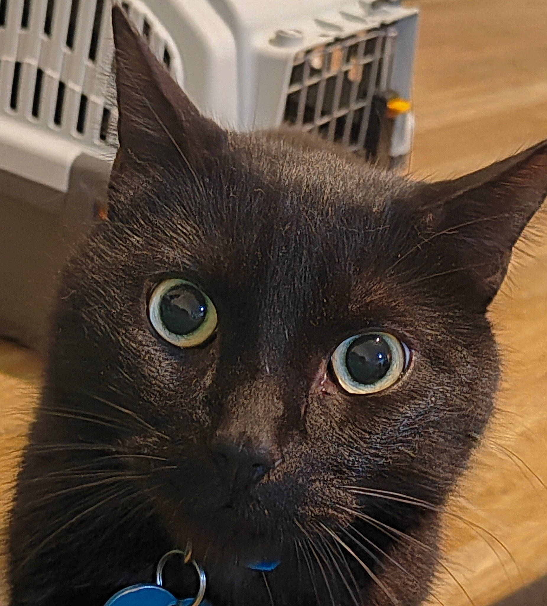 Sangha a rejoint le concours — aidez-le/la à gagner de superbes lots ! black_cat, bombay, carnivore, cat, claw, domestic_short_haired_cat, electric_blue, felidae, fur, handwriting, havana_brown, small_to_medium_sized_cats, snout, tableware, terrestrial_animal, whiskers