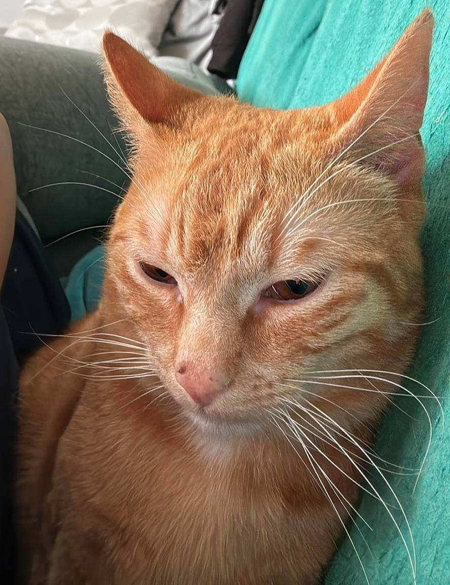 Dior a rejoint le concours — aidez-le/la à gagner de superbes lots ! carnivore, cat, comfort, domestic_short_haired_cat, ear, fawn, felidae, fur, small_to_medium_sized_cats, snout, terrestrial_animal, whiskers, wildlife, window