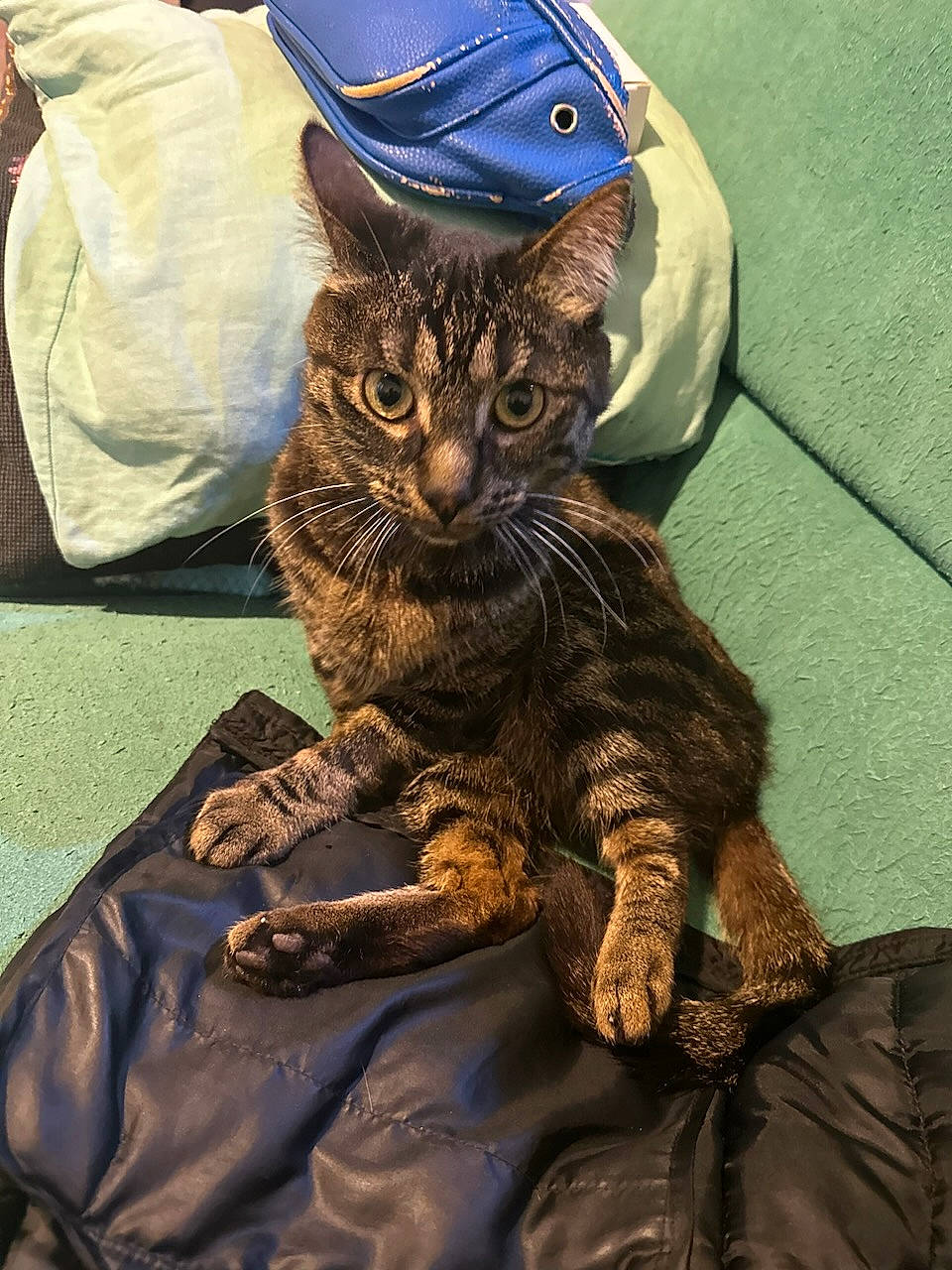 Hermès a rejoint le concours — aidez-le/la à gagner de superbes lots ! bag, baseball_cap, cap, carnivore, cat, claw, comfort, costume_hat, domestic_short_haired_cat, fashion_accessory, felidae, fur, hat, linens, paw, small_to_medium_sized_cats, textile, whiskers