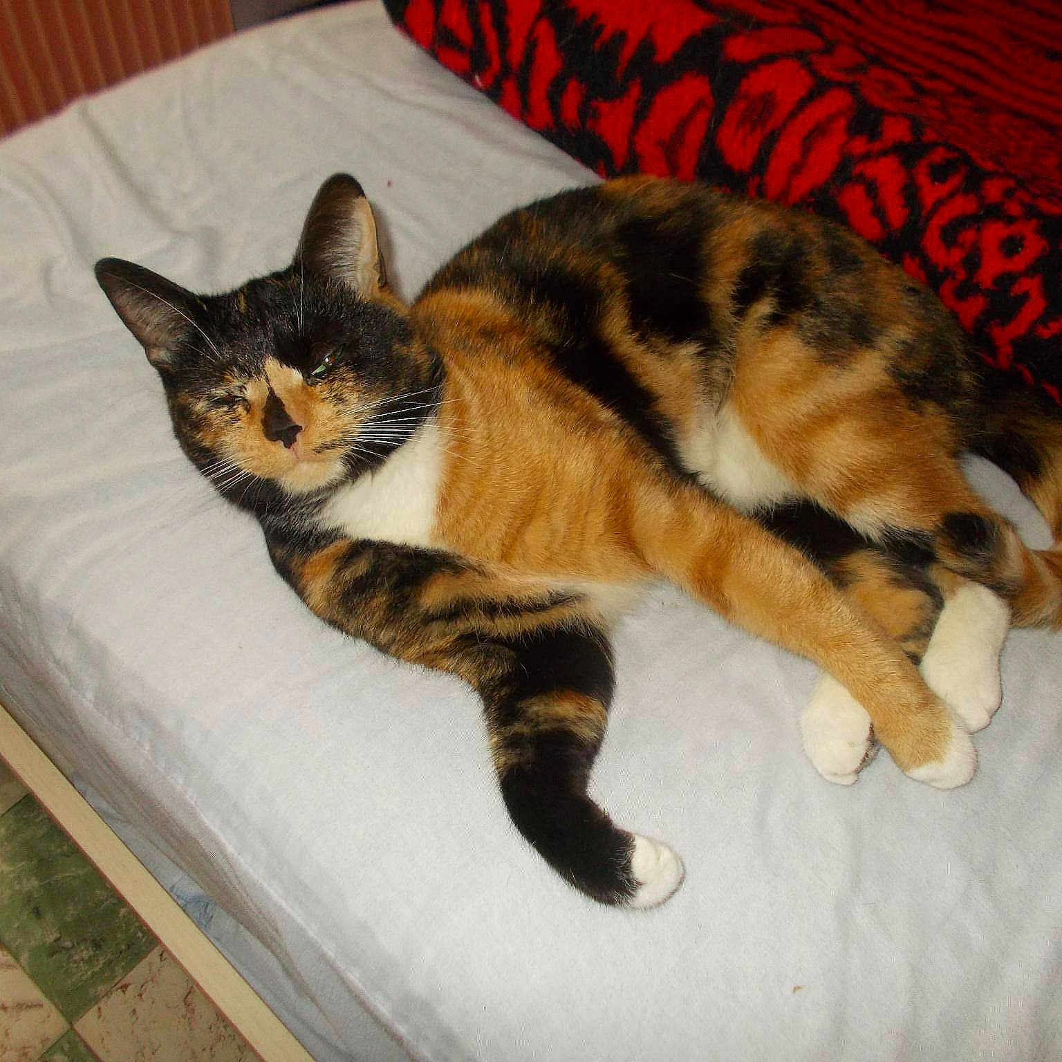 Choupinette