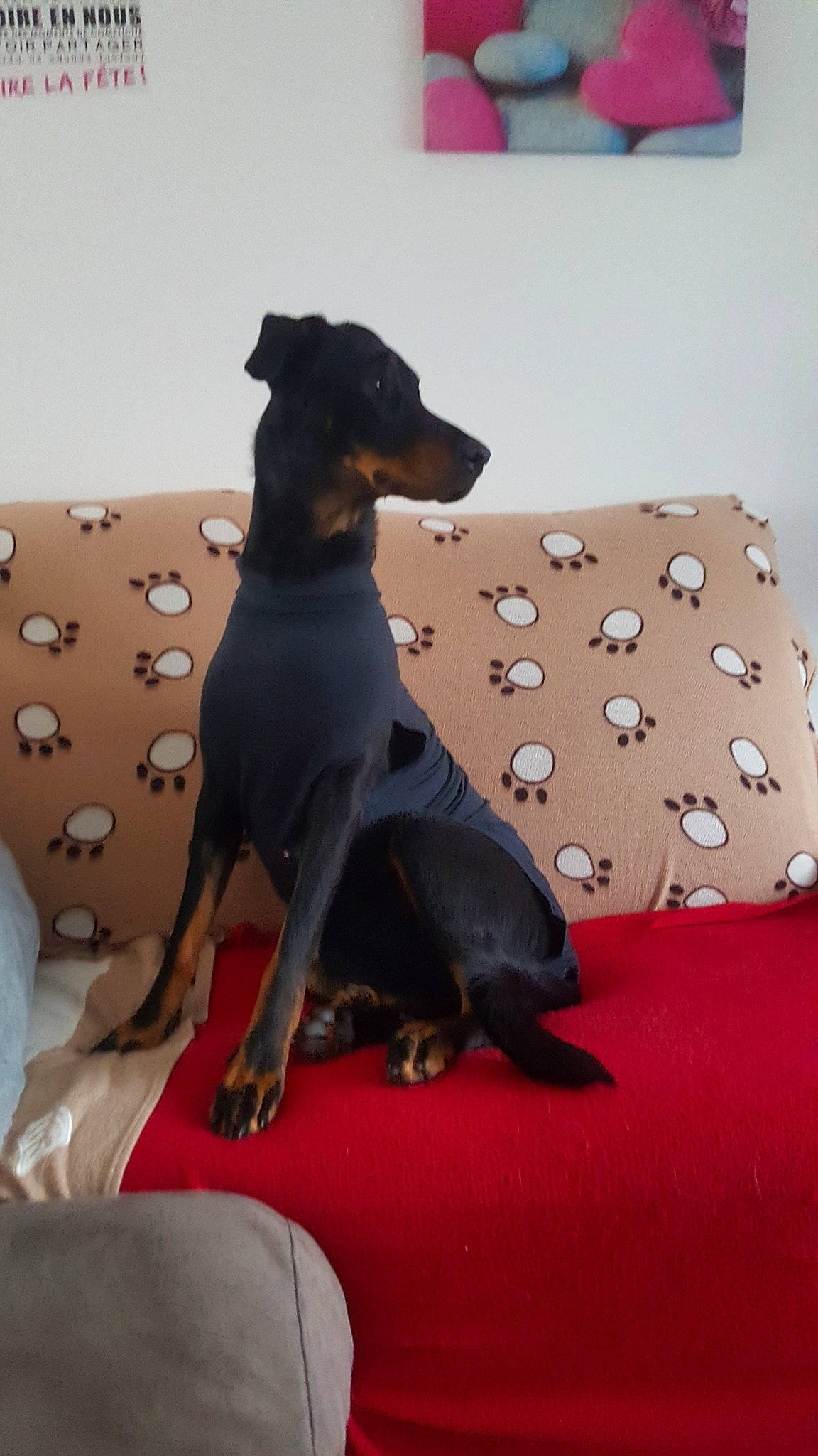Bonny a rejoint le concours — aidez-le/la à gagner de superbes lots ! bedding, canidae, carnivore, companion_dog, dobermann, dog, dog_breed, german_pinscher, guard_dog, home_accessories, hound, linens, mammal, paw, pet_supply, pinscher, snout, tail, vertebrate, working_animal