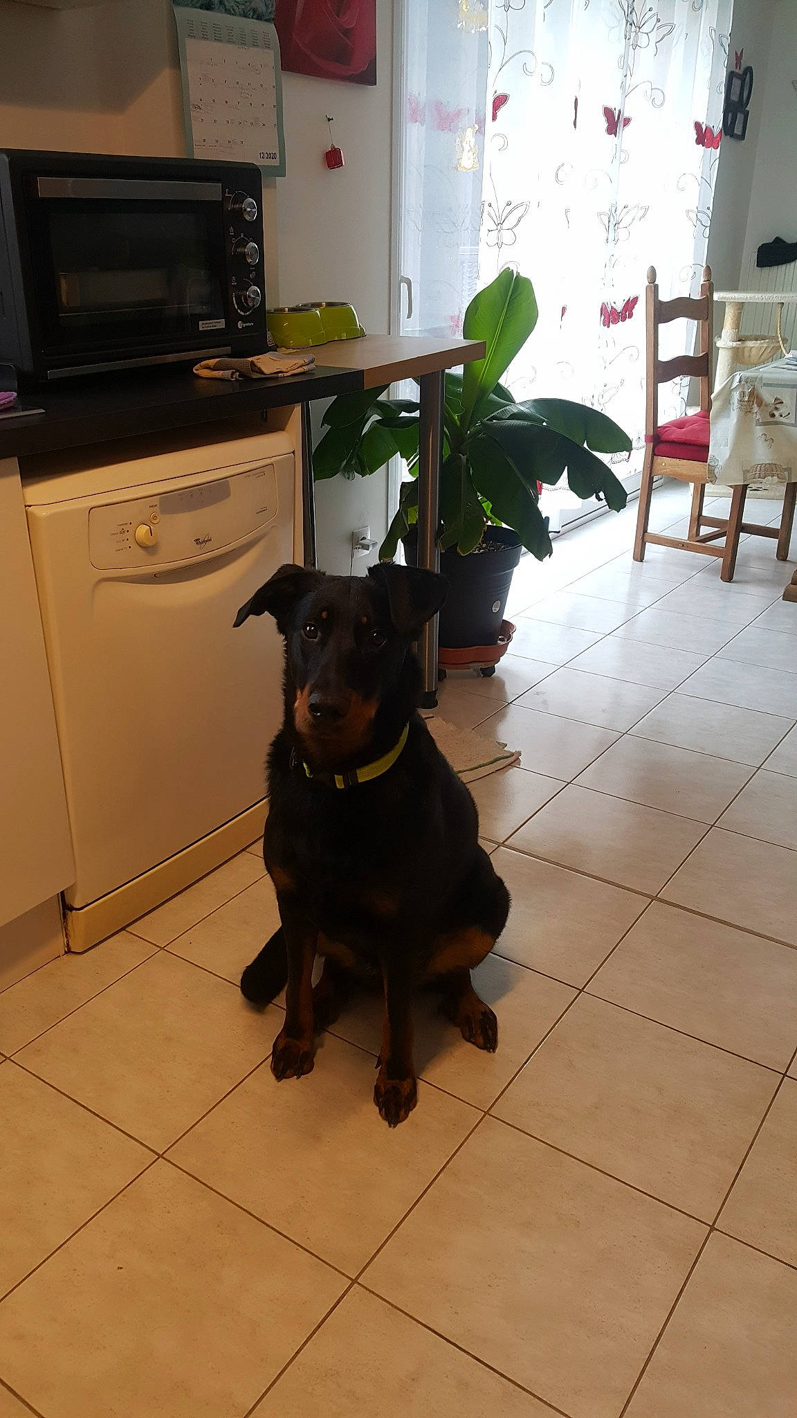 Bonny participe au concours pour gagner de l'argent avec cette photo : cabinetry, carnivore, display_device, dog, dog_breed, entertainment_center, flat_panel_display, floor, flooring, home, home_appliance, houseplant, major_appliance, room, sporting_group, television, television_accessory, television_set, tile, working_animal