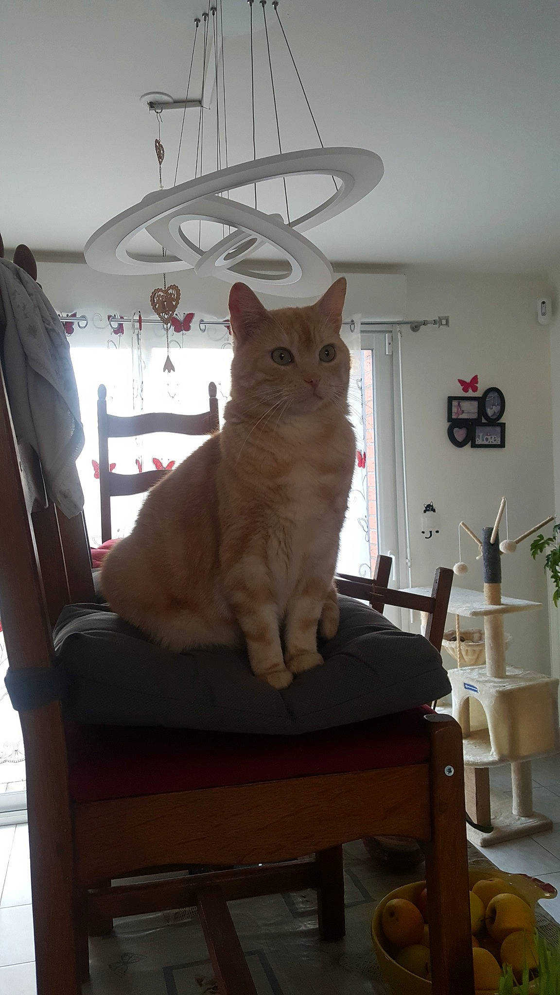 Rocco participe au concours pour gagner de l'argent avec cette photo : carnivore, cat, ceiling_fixture, chandelier, comfort, felidae, home, home_accessories, houseplant, interior_design, light_fixture, lighting_accessory, peach, room, small_to_medium_sized_cats, tail, vertebrate, whiskers, wood