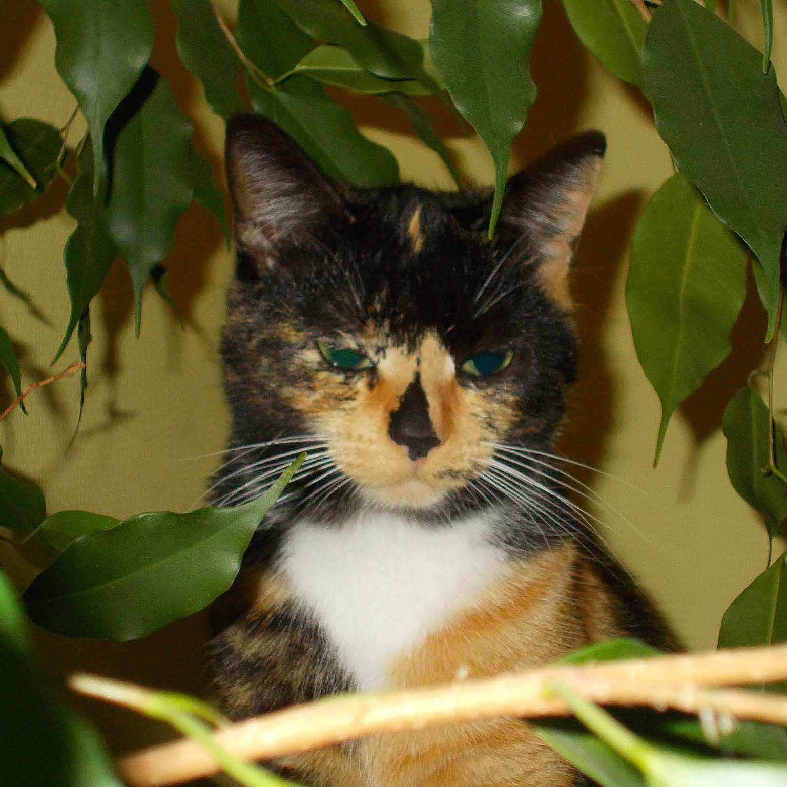 Choupinette