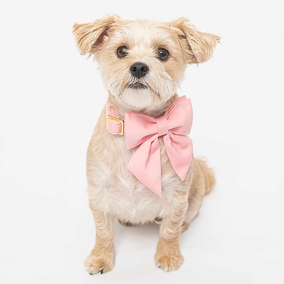 Willow is registered to the contest to win money with this photo: accessories, animal, bandana, bowtie, canine, clothing, collar, dog, formalwear, harness, headband, necktie, pet, poodle, puppy, scarf, strap, terrier, tie, whitedog