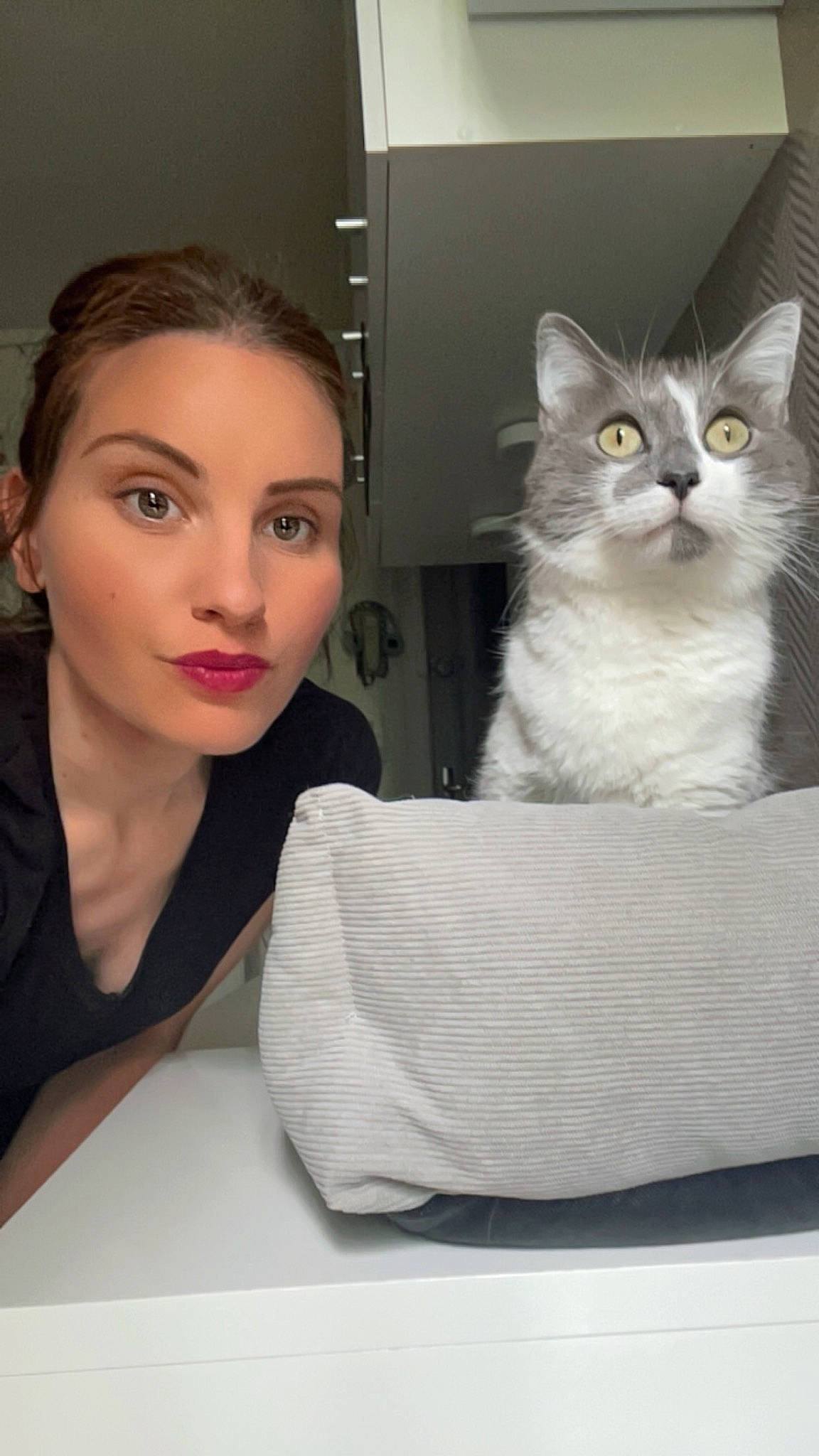 Moustache participe au concours pour gagner de l'argent avec cette photo : box, cardboard, carnivore, cat, comfort, domestic_short_haired_cat, eyelash, fashion_design, felidae, fur, gesture, grey, paw, sitting, small_to_medium_sized_cats, whiskers