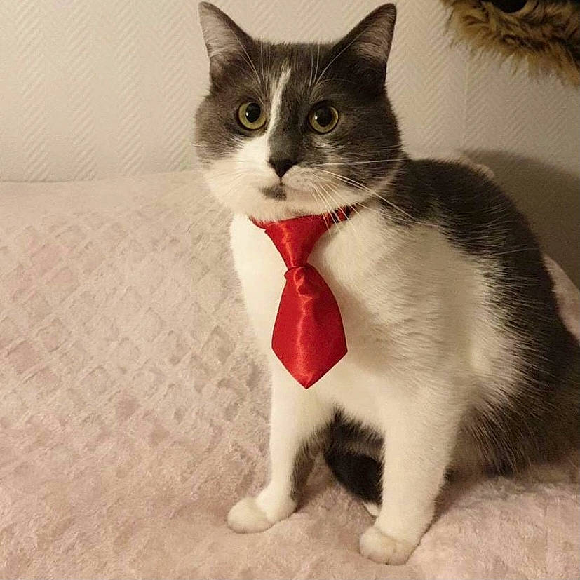 Moustache participe au concours pour gagner de l'argent avec cette photo : carmine, carnivore, cat, claw, domestic_short_haired_cat, felidae, foot, fur, paw, pet_supply, small_to_medium_sized_cats, snout, tail, terrestrial_animal, whiskers, window