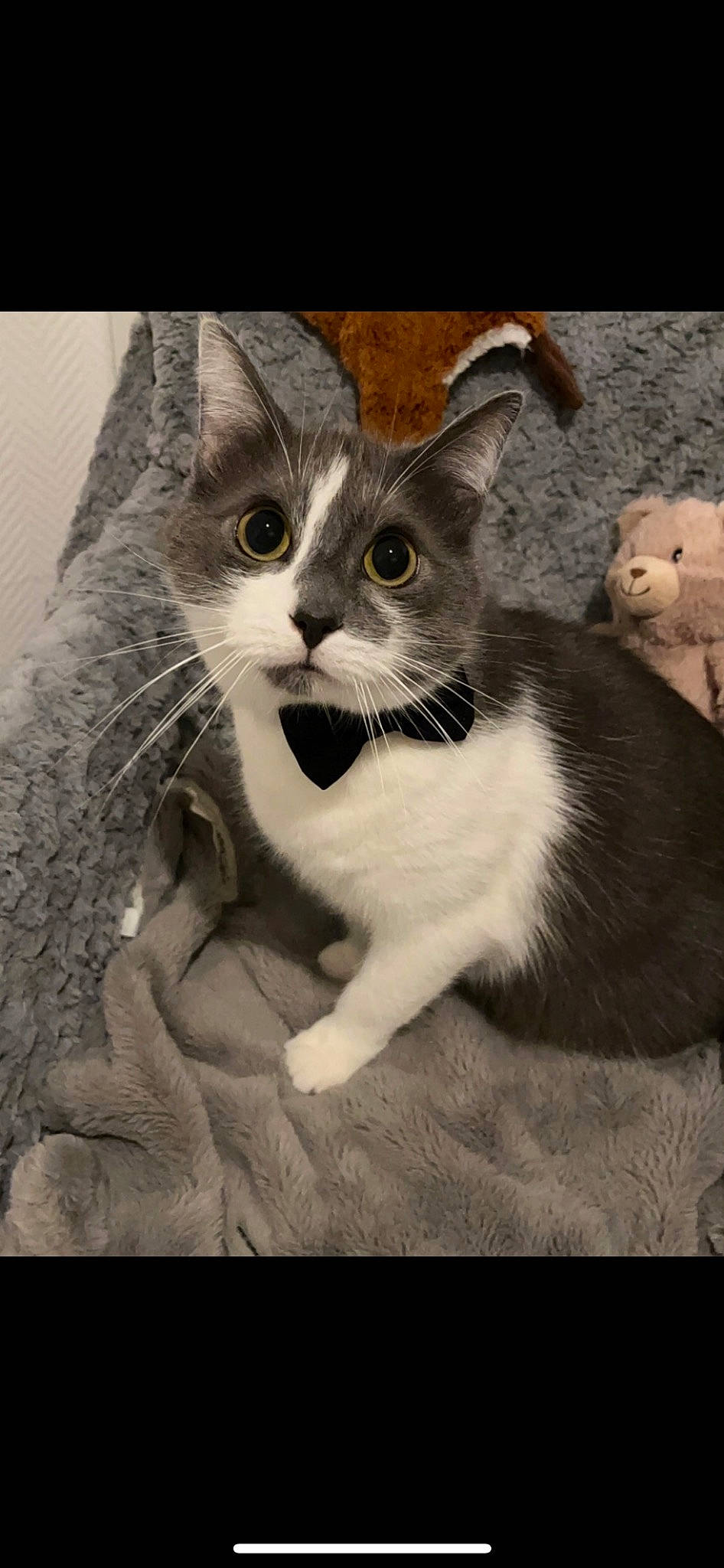 Moustache participe au concours pour gagner de l'argent avec cette photo : art, carnivore, cat, domestic_short_haired_cat, felidae, fur, monochrome, monochrome_photography, paw, photo_caption, small_to_medium_sized_cats, snout, stock_photography, tail, terrestrial_animal, whiskers, window