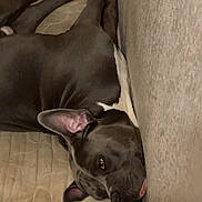 Baki participe au concours pour gagner de l'argent avec cette photo : dog, couch, wall, relaxed, indoor, pet, laying_down, black_dog, tongue_out, resting, furniture, animal, canine, home, domestic, sleepy, cozy, companion, portrait, close_up