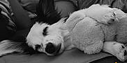 Luna joined the competition — help win amazing prizes! adorable, animal, black_and_white, calm, close_up, companion, cozy, cute, dog, fur, indoor, paw, pet, quiet, relaxation, resting, sleeping, snout, soft_toy, stuffed_toy