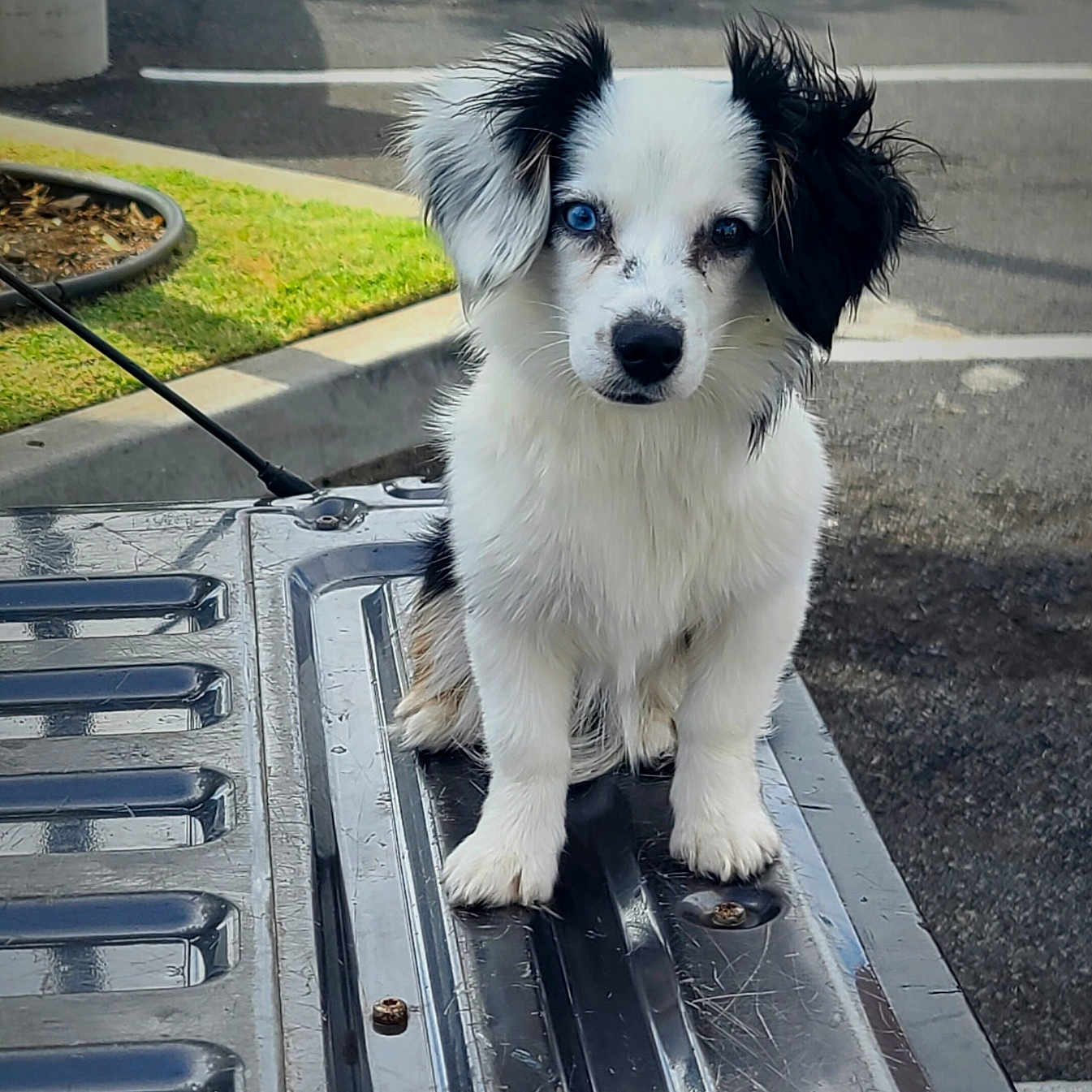 Luna is registered to the contest to win money with this photo: animal, black_and_white, blue_eye, brown_eye, closeup, curious, cute, dog, fur, grass, heterochromia, leash, metal_surface, outdoor, parking_lot, pet, portrait, puppy, sidewalk, sitting