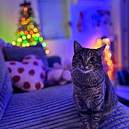 Matcha is registered to the contest to win money with this photo: big_eyes, bokeh, cat, christmas_tree, colorful_lights, couch, cozy, fur, holiday_lights, indoor, living_room, night, pet, pillow, plush_toy, portrait, sitting, soft_texture, tabby_cat, whiskers