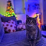 big_eyes, bokeh, cat, christmas_tree, colorful_lights, couch, cozy, fur, holiday_lights, indoor, living_room, night, pet, pillow, plush_toy, portrait, sitting, soft_texture, tabby_cat, whiskers