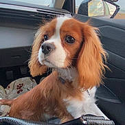 Pop Corn participe au concours pour gagner de l'argent avec cette photo : dog, puppy, cavalier_king_charles_spaniel, car_interior, seat, window, side_mirror, rain_drops, sky, cloudy, fur, pet, animal, collar, leash, close_up, portrait, brown, white, cute