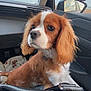 dog, puppy, cavalier_king_charles_spaniel, car_interior, seat, window, side_mirror, rain_drops, sky, cloudy, fur, pet, animal, collar, leash, close_up, portrait, brown, white, cute