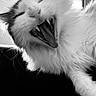 animal, black_and_white, cat, close_up, cozy, cute, domestic, feline, fur, indoor, mammal, pet, portrait, relaxed, soft_light, teeth, tongue, whiskers, window, yawning