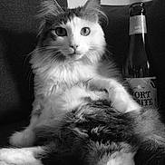 Jane participe au concours pour gagner de l'argent avec cette photo : animal, black_and_white, bottle, cat, couch, cute, domestic, eyes, face, feline, fluffy, fur, fur_pattern, indoor, pet, portrait, relaxed, resting, sitting, whiskers