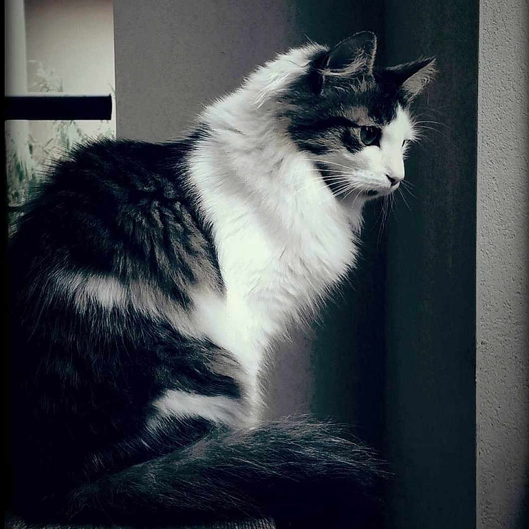 Jane