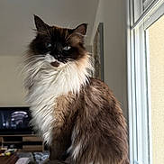 Isis participe au concours pour gagner de l'argent avec cette photo : cat, fluffy, blue_eyes, window, indoor, furniture, television, curtain, domestic_animal, pet, relaxing, cozy, long_hair, whiskers, sitting, tail, natural_light, brown_fur, white_fur, background