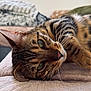 cat, tabby, pet, animal, feline, lying_down, close_up, whiskers, green_eyes, soft_texture, blanket, indoor, relaxed, fur_pattern, cozy, resting, sleepy, cute, domestic_animal, portrait