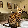 cat, bengal_cat, pet, indoor, feline, sitting, whiskers, green_eyes, striped_fur, blanket, couch, home_interior, furniture, wall_art, decor, cozy, relaxed, animal, cute, domestic