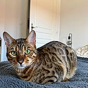 Noopy participe au concours pour gagner de l'argent avec cette photo : animal, bed, bengal_cat, blanket, cat, closeup, cozy, door, ears, feline, fur, green_eyes, home, indoor, lamp, pet, portrait, relaxing, texture, whiskers