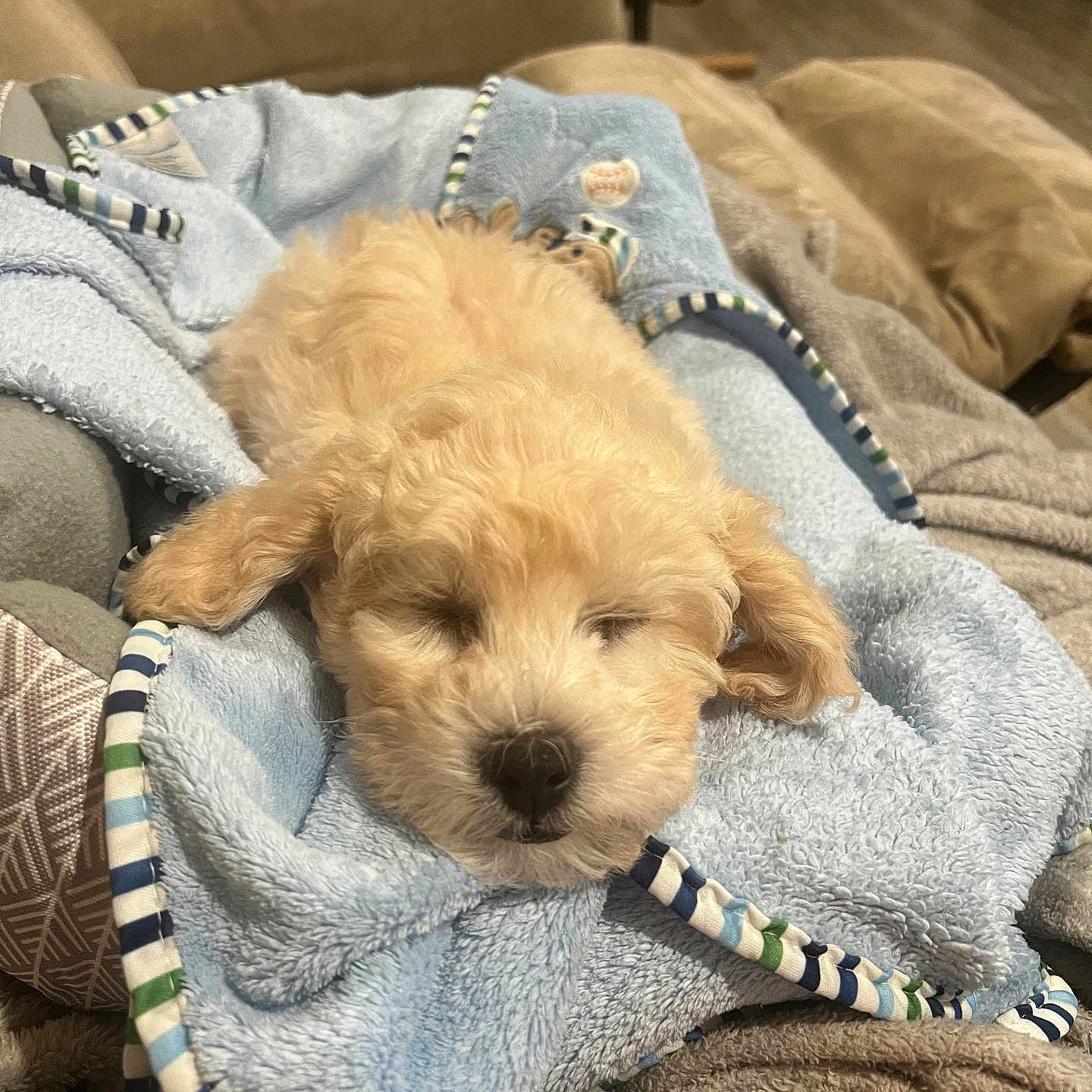 Flynn is registered to the contest to win money with this photo: animal, blanket, canine, chair, clothing, couch, dog, footwear, furniture, homedecor, linen, person, pet, poodle, puppy, quilt, shoe, sleeping, terrier, towel