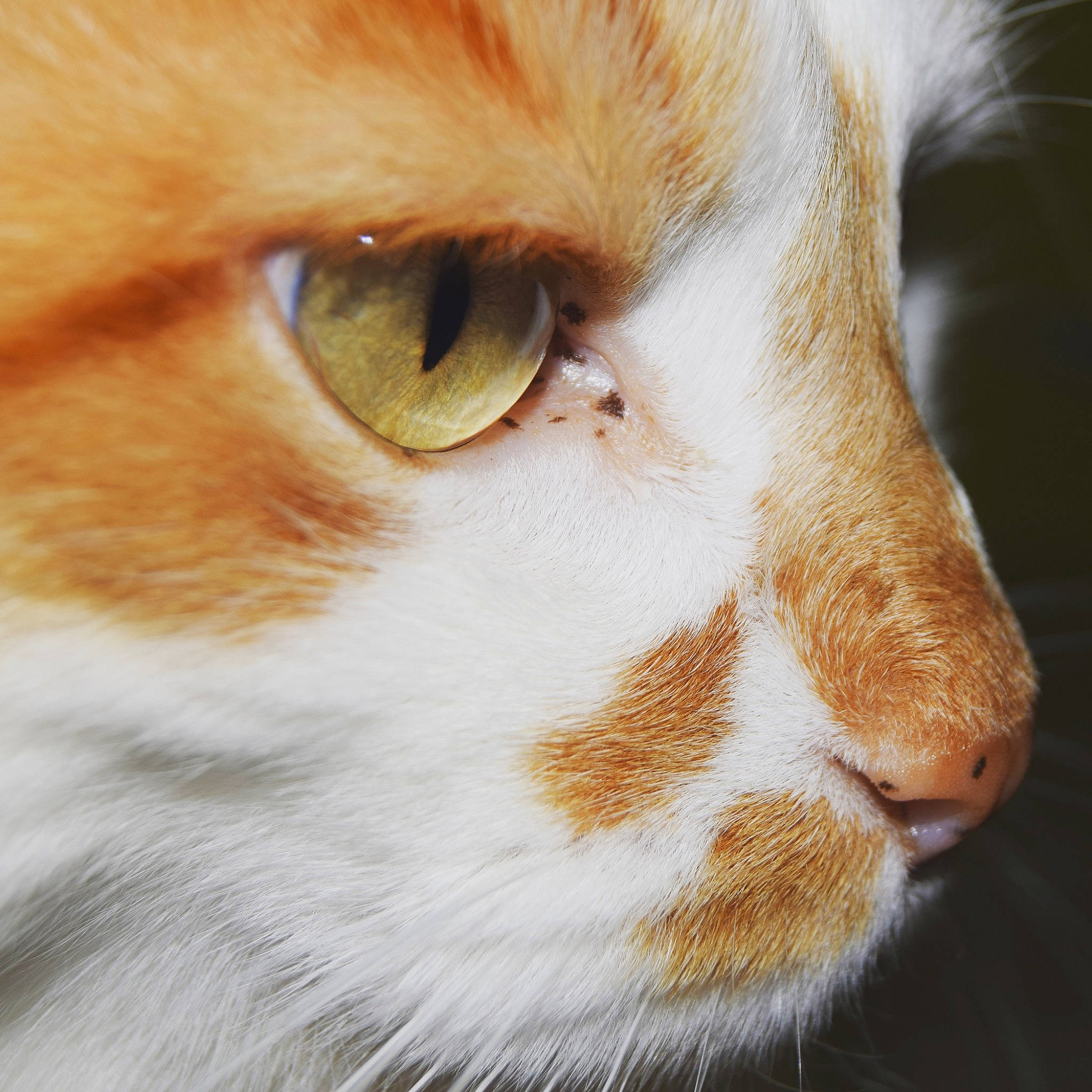 Copain a rejoint le concours — aidez-le/la à gagner de superbes lots ! aegean_cat, carnivore, cat, close_up, european_shorthair, eye, felidae, fur, nose, organ, photography, small_to_medium_sized_cats, snout, somali, whiskers