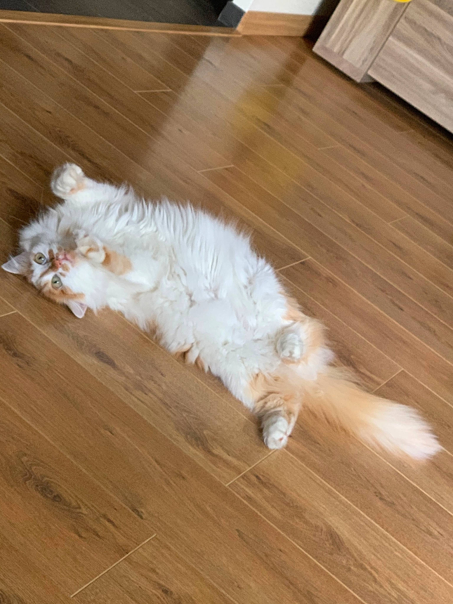 Copain a rejoint le concours — aidez-le/la à gagner de superbes lots ! american_curl, carnivore, cat, domestic_long_haired_cat, fawn, felidae, floor, flooring, fur, hardwood, laminate_flooring, maine_coon, norwegian_forest_cat, persian, ragamuffin, small_to_medium_sized_cats, tail, whiskers, wood, wood_flooring