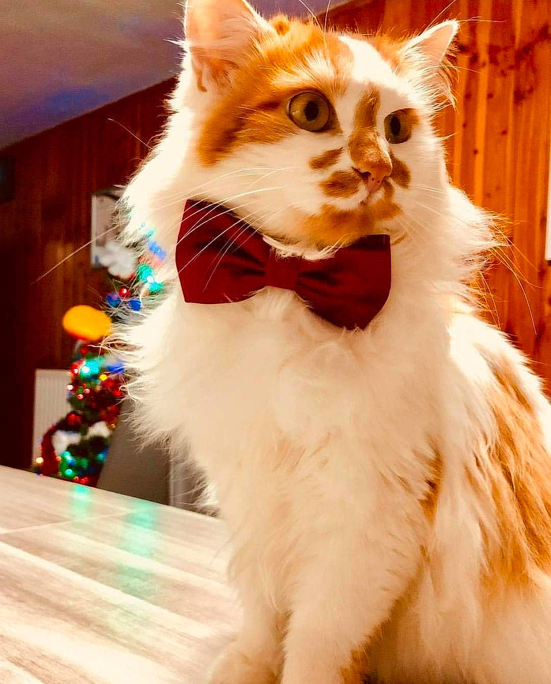 Copain a rejoint le concours — aidez-le/la à gagner de superbes lots ! carnivore, cat, christmas, domestic_long_haired_cat, fawn, felidae, fur, kitten, maine_coon, mammal, norwegian_forest_cat, ragamuffin, ragdoll, small_to_medium_sized_cats, snapshot, snout, tail, turkish_angora, turkish_van, whiskers