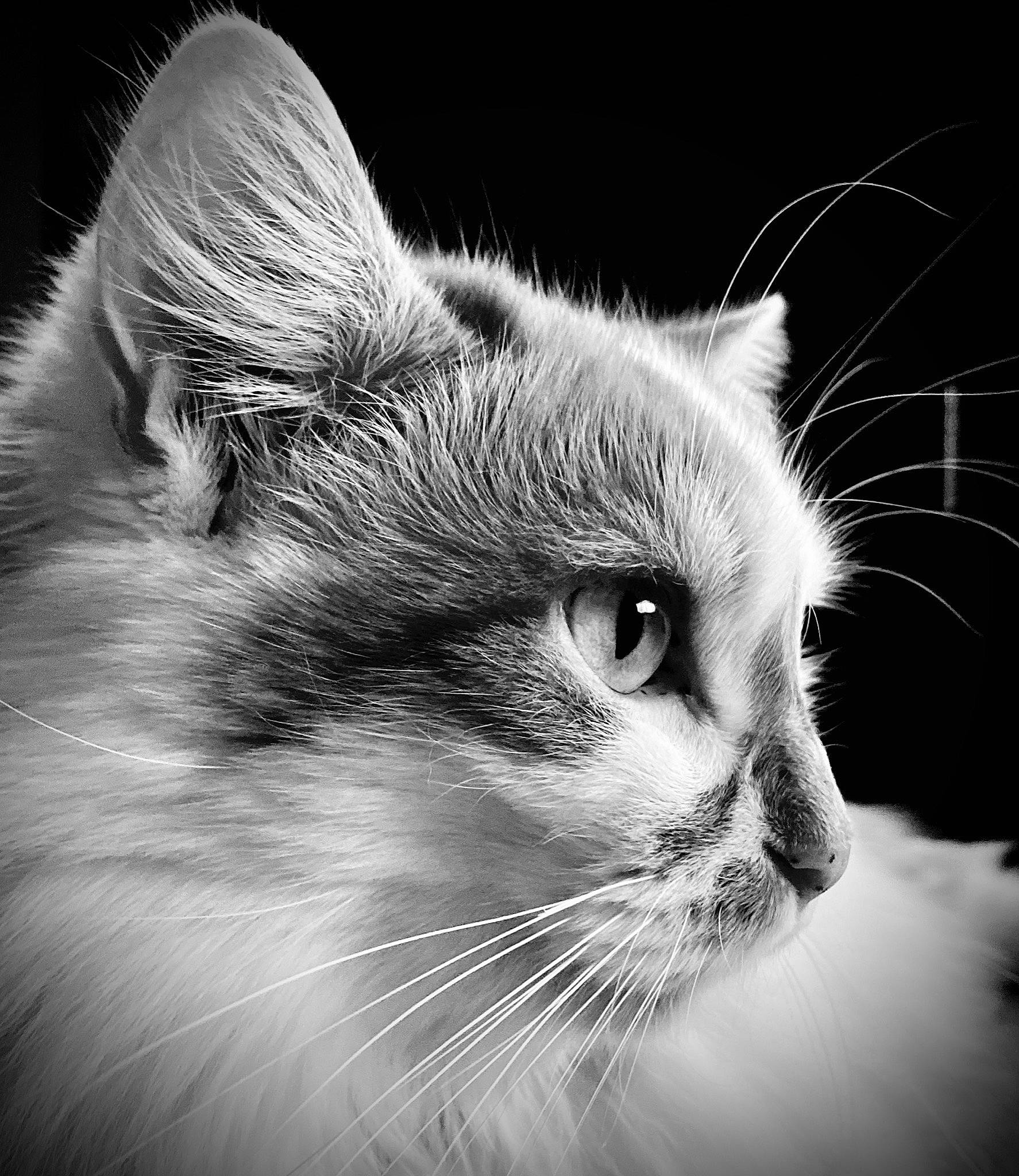 Copain a rejoint le concours — aidez-le/la à gagner de superbes lots ! black_and_white, carnivore, cat, close_up, ear, eye, felidae, fur, mammal, monochrome, monochrome_photography, nose, organ, photography, ragdoll, siberian, small_to_medium_sized_cats, snout, whiskers, white