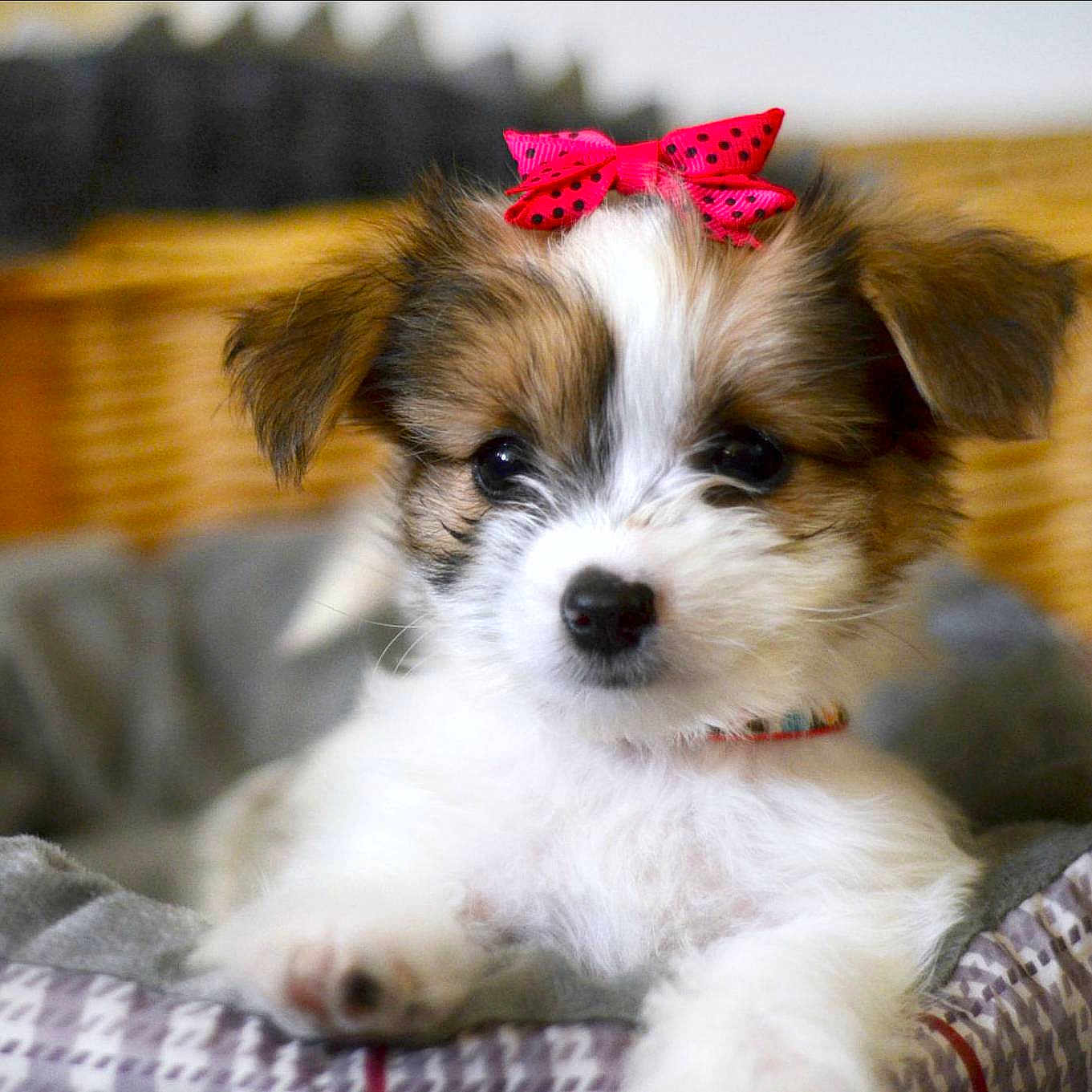 Razzle is registered to the contest to win money with this photo: