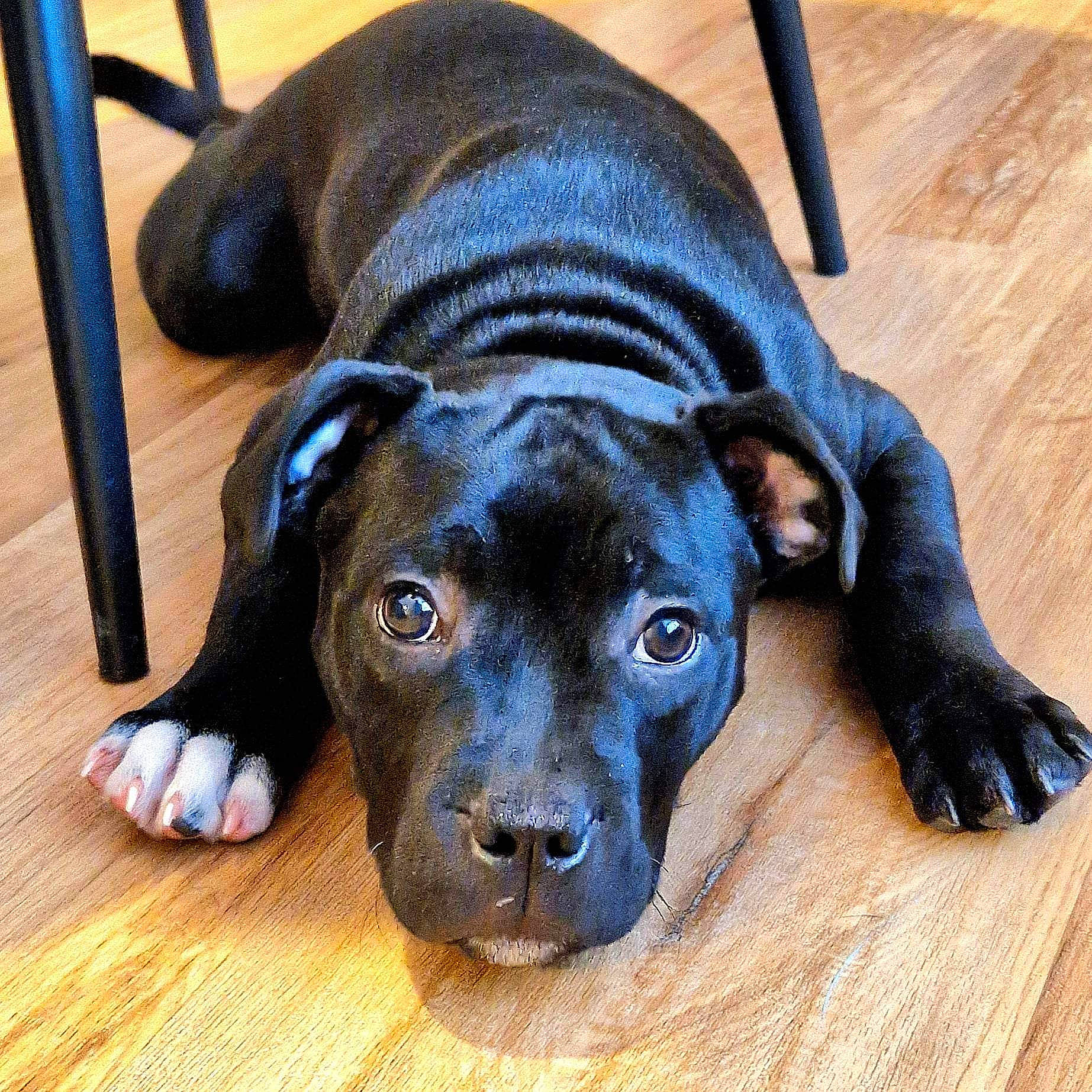 Tyron a rejoint le concours — aidez-le/la à gagner de superbes lots ! borador, canidae, carnivore, collar, companion_dog, dog, dog_breed, fawn, floor, flooring, hardwood, pet_supply, snout, sporting_group, varnish, whiskers, wood, wood_flooring, wood_stain, working_animal