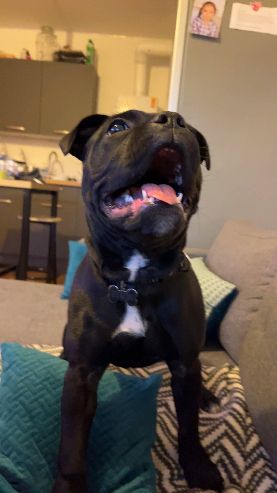 Tyron a rejoint le concours — aidez-le/la à gagner de superbes lots ! borador, canidae, carnivore, companion_dog, dog, dog_breed, dog_collar, flooring, fur, guard_dog, gun_dog, liver, non_sporting_group, snout, sporting_group, whiskers, working_animal, working_dog