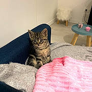 Mimi participe au concours pour gagner de l'argent avec cette photo : kitten, cat, tabby, couch, blanket, pink_blanket, grey_blanket, furniture, living_room, floor, stool, table, candle, cozy, pet, indoor, cute, small, fur, alert