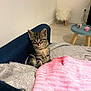 kitten, cat, tabby, couch, blanket, pink_blanket, grey_blanket, furniture, living_room, floor, stool, table, candle, cozy, pet, indoor, cute, small, fur, alert