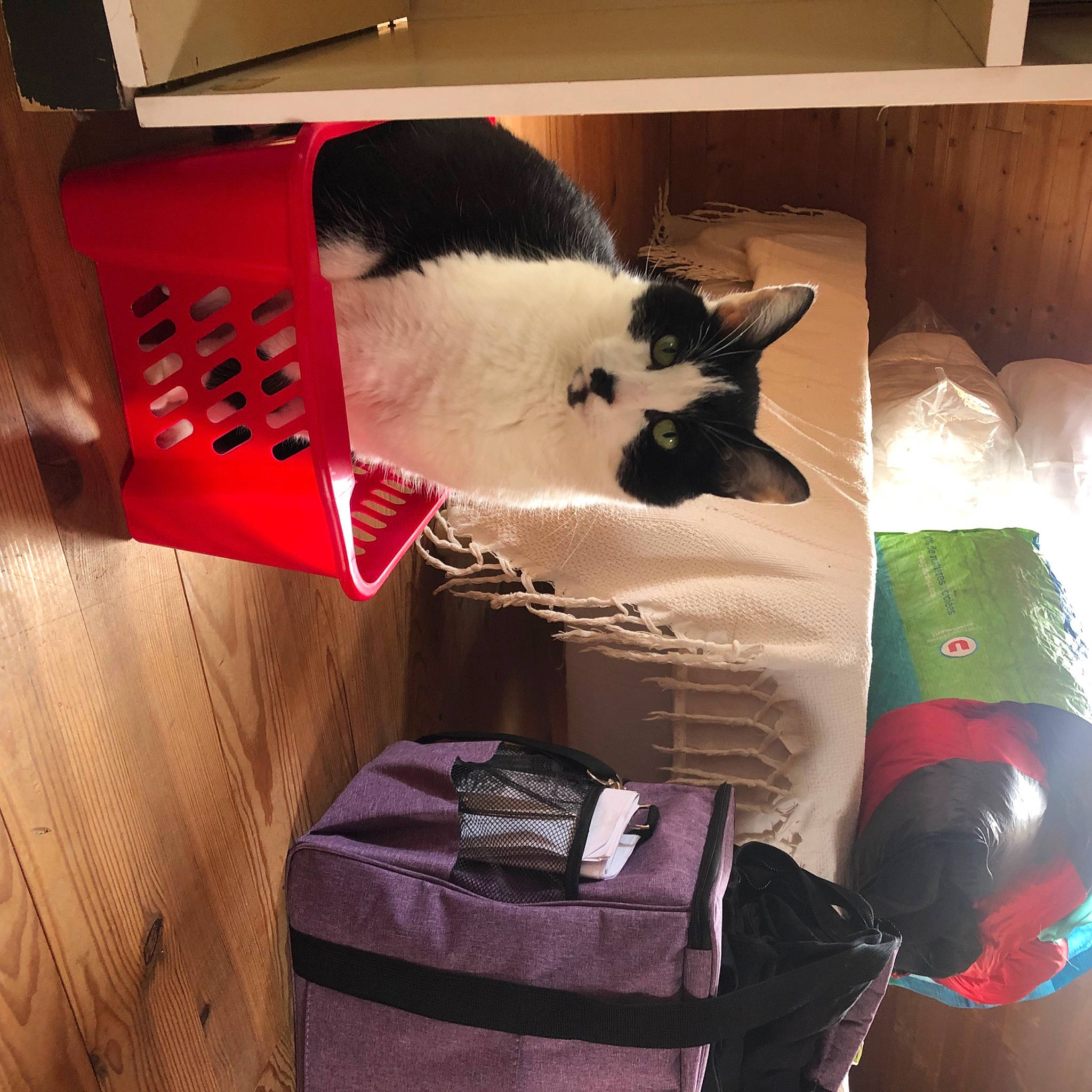 Pompon a rejoint le concours — aidez-le/la à gagner de superbes lots ! bag, box, carmine, carnivore, cat, comfort, companion_dog, domestic_short_haired_cat, felidae, flooring, fur, lap, luggage_and_bags, room, small_to_medium_sized_cats, snout, tail, textile, whiskers, wood