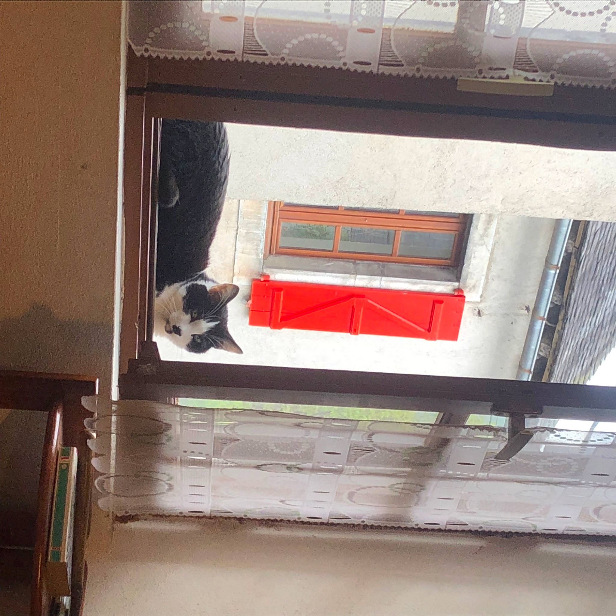 Pompon a rejoint le concours — aidez-le/la à gagner de superbes lots ! automotive_exterior, brick, building, cat, ceiling, facade, felidae, flooring, hardwood, house, material_property, rectangle, room, sash_window, shelving, stairs, tints_and_shades, urban_design, window, wood