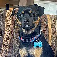 Blaze is registered to the contest to win money with this photo: dog, black_dog, tan_markings, collar, dog_tag, superman_logo, sitting, couch, patterned_couch, indoor, living_room, window, door, pet, animal, cute, attentive, portrait, fur, ears
