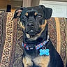 dog, black_dog, tan_markings, collar, dog_tag, superman_logo, sitting, couch, patterned_couch, indoor, living_room, window, door, pet, animal, cute, attentive, portrait, fur, ears