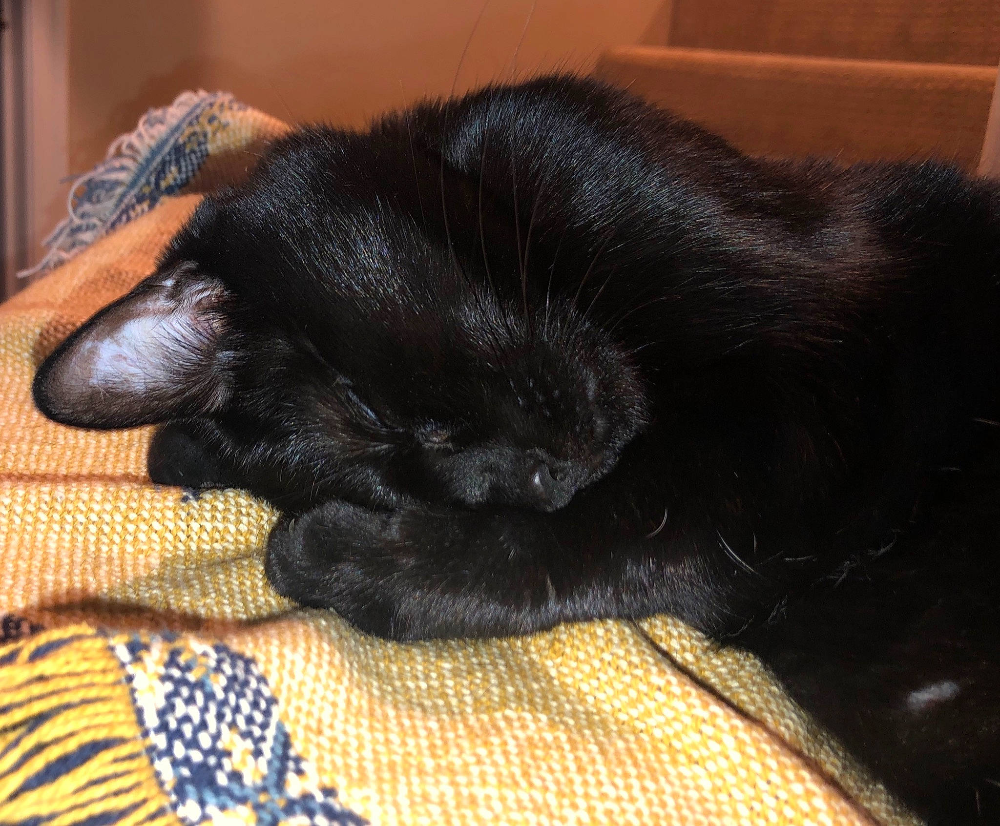 Salem joined the competition — help win amazing prizes! asian, black, black_cat, bombay, carnivore, cat, claw, ear, felidae, fur, nap, paw, sleep, small_to_medium_sized_cats, snout, tail, whiskers