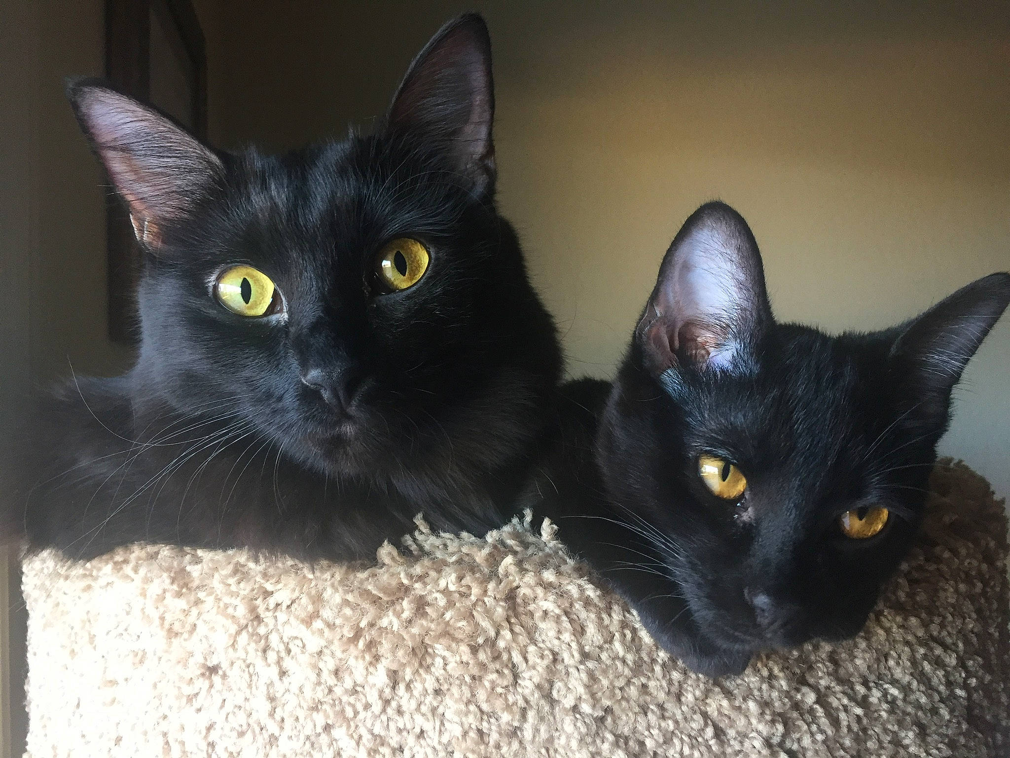 Salem joined the competition — help win amazing prizes! asian, black_cat, bombay, burmese, carnivore, cat, domestic_short_haired_cat, felidae, havana_brown, javanese, korat, mammal, oriental_shorthair, small_to_medium_sized_cats, snout, vertebrate, whiskers