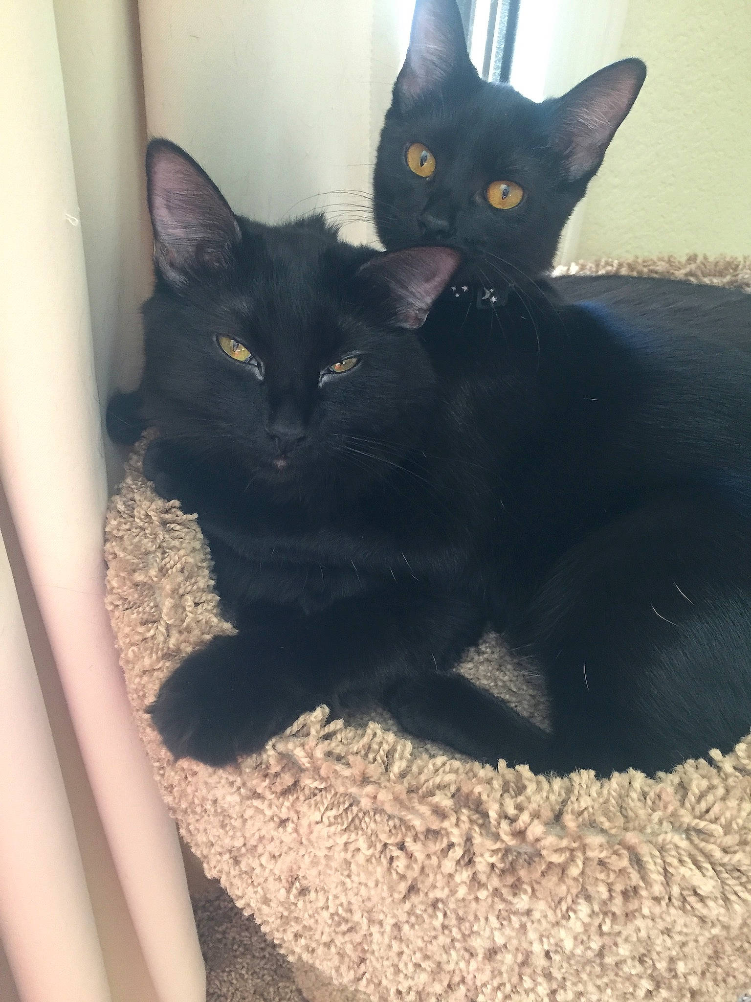 Salem is registered to the contest to win money with this photo: asian, black, black_cat, bombay, carnivore, cat, domestic_short_haired_cat, ear, eye, felidae, fur, kitten, korat, mammal, polydactyl_cat, small_to_medium_sized_cats, snout, vertebrate, whiskers