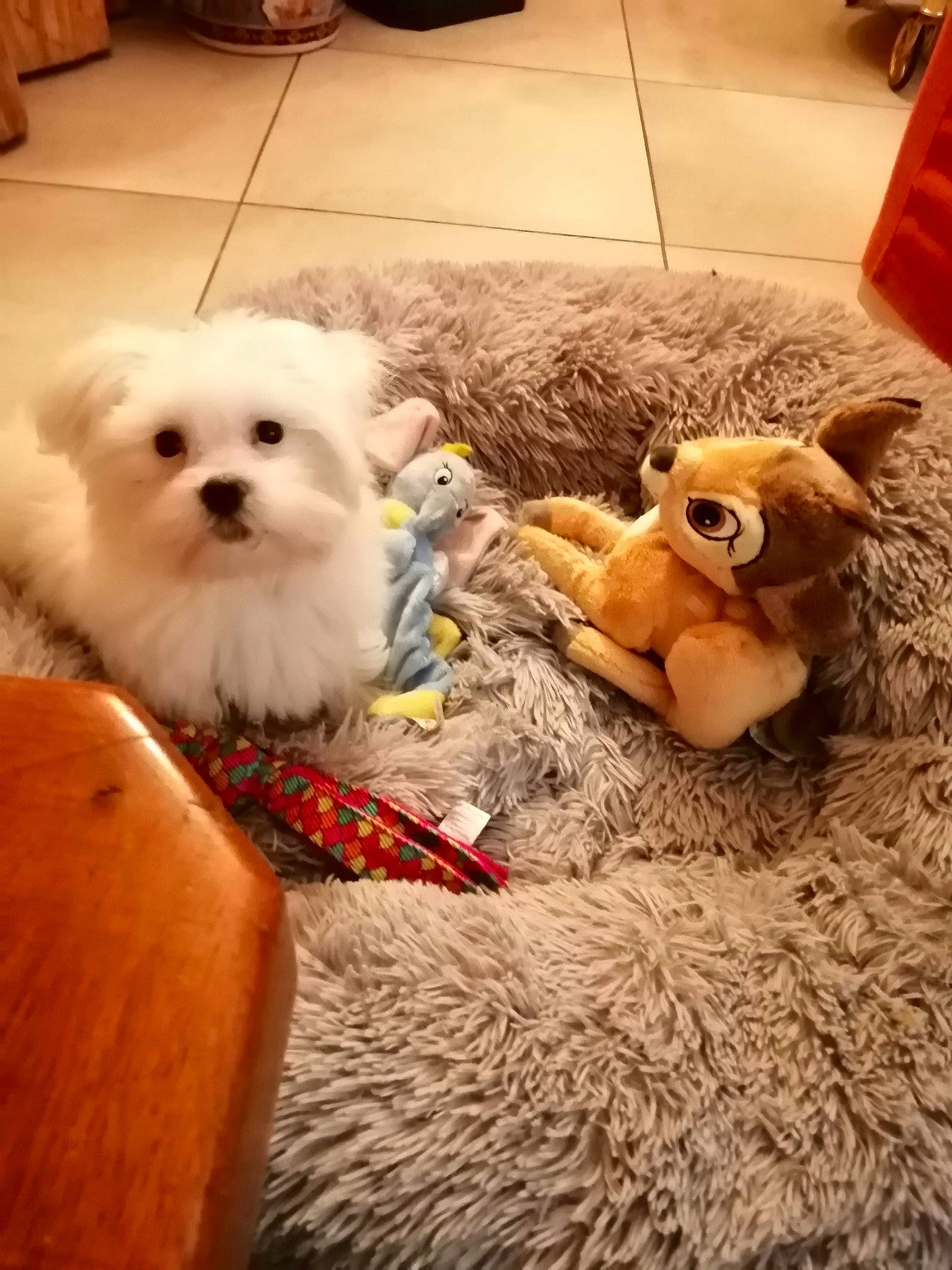 Cerise participe au concours pour gagner de l'argent avec cette photo : canidae, carnivore, companion_dog, dog, dog_breed, fawn, flooring, fur, grass, hardwood, plush, snout, spitz, sporting_group, tail, toy, toy_dog, whiskers, wood, working_animal