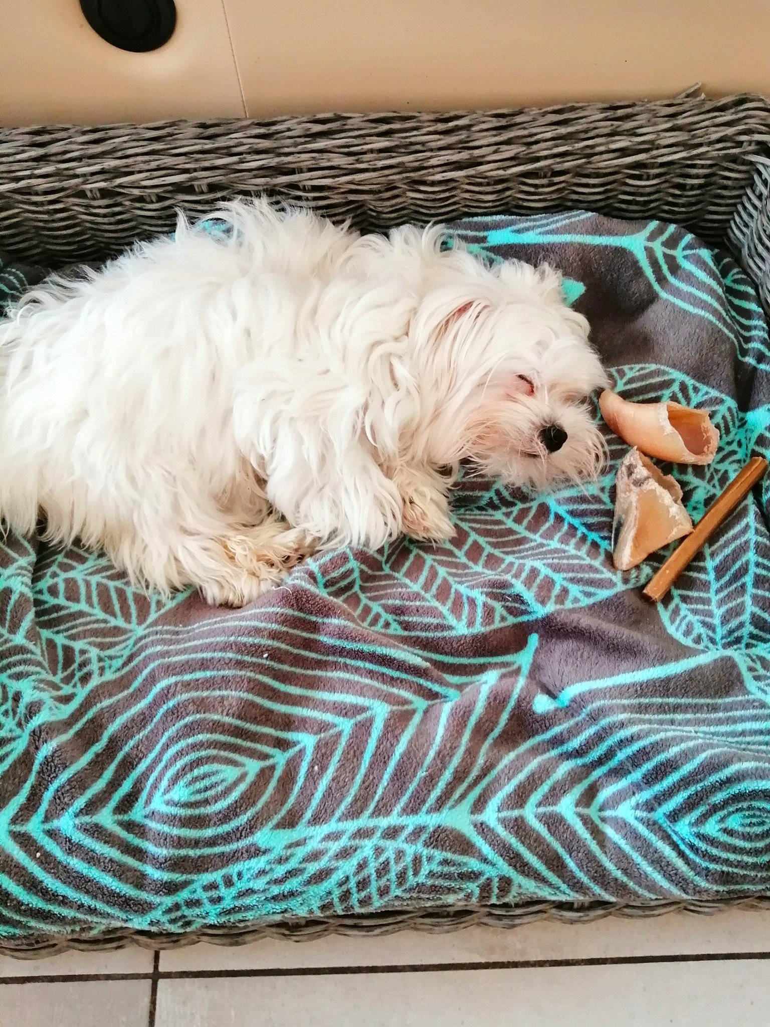 Cerise participe au concours pour gagner de l'argent avec cette photo : canidae, carnivore, comfort, companion_dog, dog, dog_breed, dog_supply, fawn, fur, labradoodle, maltepoo, pattern, pet_supply, pillow, rectangle, small_terrier, sporting_group, terrier, toy_dog, working_animal