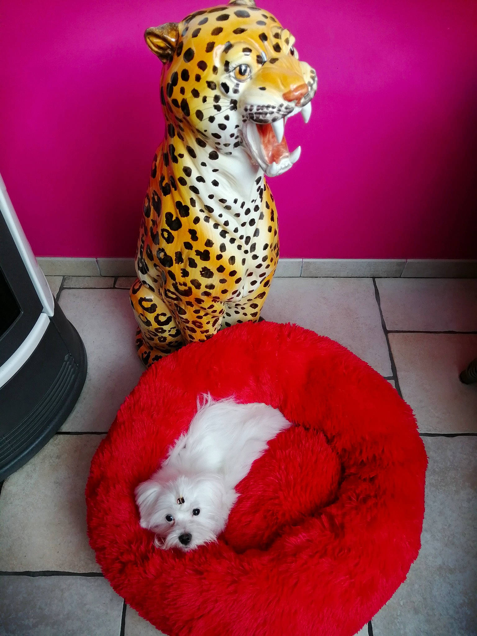 Cerise participe au concours pour gagner de l'argent avec cette photo : african_leopard, big_cats, carnivore, cheetah, comfort, companion_dog, fawn, felidae, jaguar, leopard, mammal, pink, small_to_medium_sized_cats, snout, stuffed_toy, textile, toy, vertebrate, whiskers, white