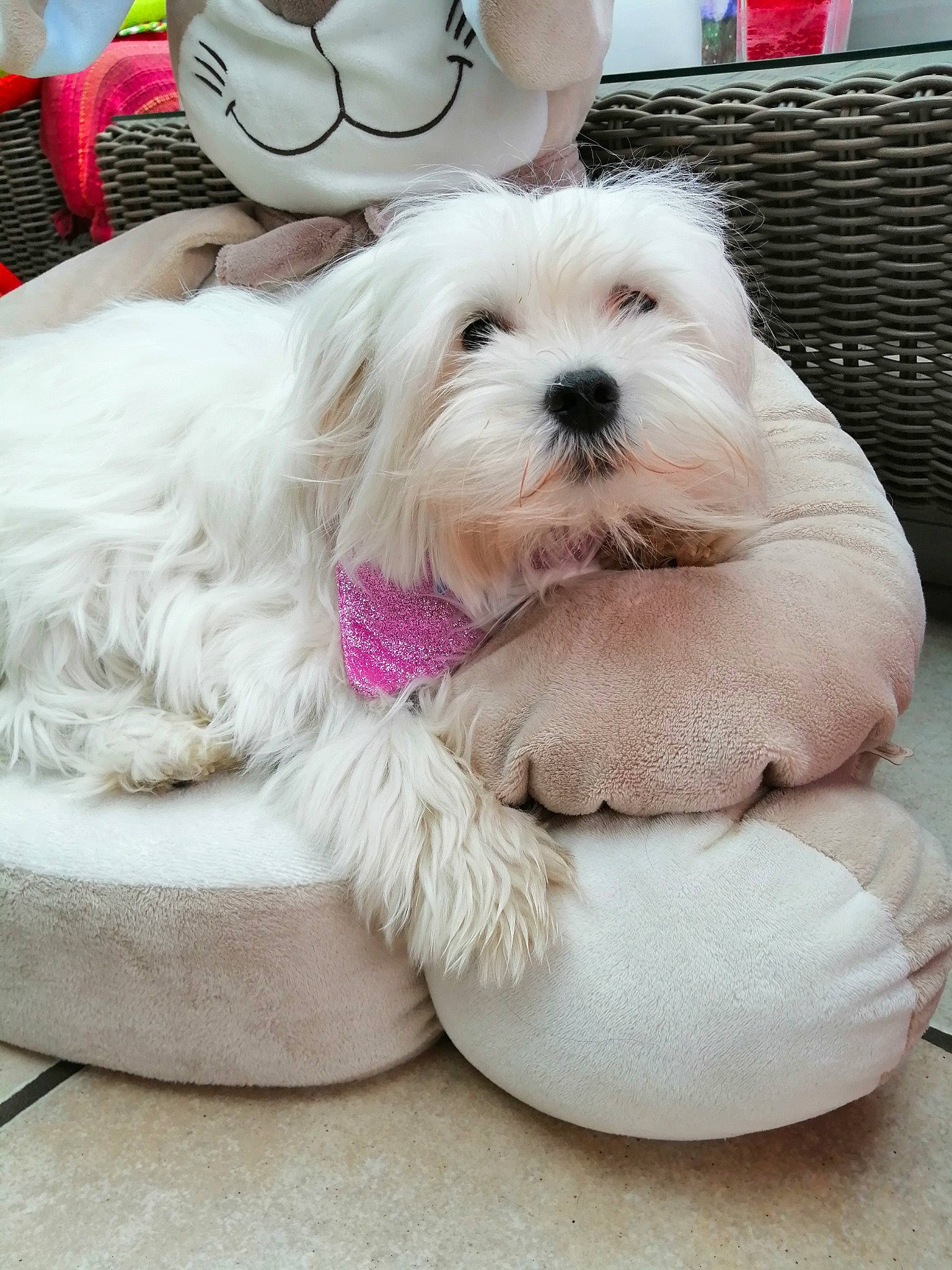 Cerise a rejoint le concours — aidez-le/la à gagner de superbes lots ! canidae, carnivore, collar, comfort, companion_dog, dog, dog_breed, dog_collar, dog_supply, fashion_accessory, foot, fur, paw, pet_supply, pink, puppy_love, snout, terrier, toy_dog, working_animal